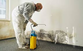 Trusted Princeville, HI Mold Remediation Experts