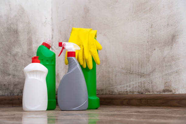 Best Mold Odor Removal Services  in Princeville, HI